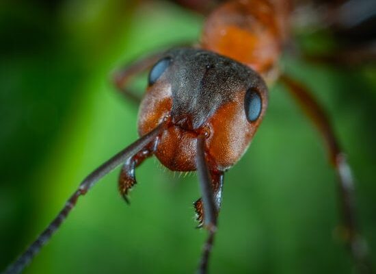 Why Are Ants Attracted to Electrical Outlets?