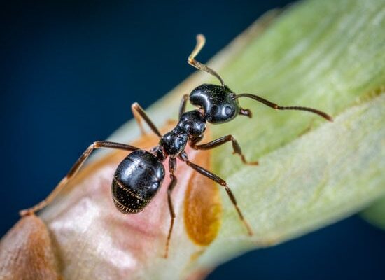 What Ants Are Native to Florida?