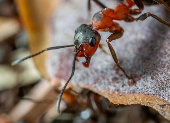 How Much Can Ants Lift?