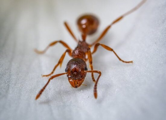 Can Vinegar Kill Ants?