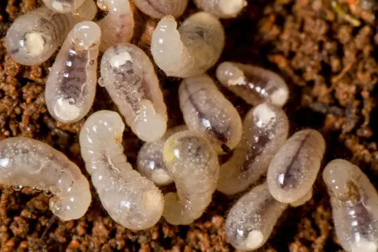 Ants
