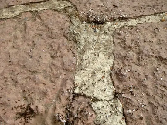 Ants