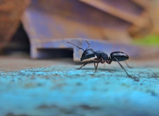 How Do Ants Break Down Compost?