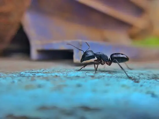 Ants