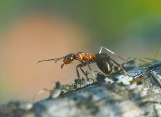 Why Do Carpenter Ants Bite?