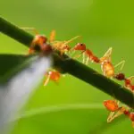 Ants