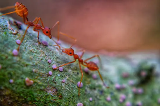 Ants