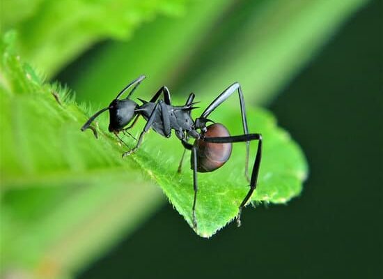 How Long Do Ants Survive Without Food?