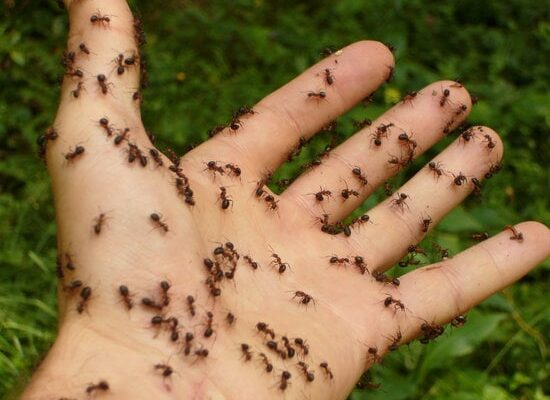 What Ants Can Eat Humans