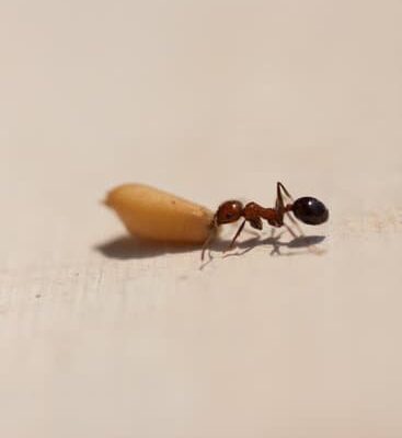 How Do Ants Reproduce?
