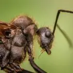Ants
