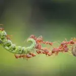 Ants