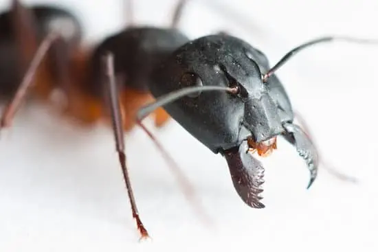 Ants