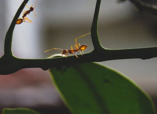 How to Keep Ants Out of Your Dog’s Food