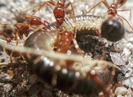 Can Ants Crawl Into Your Ear?