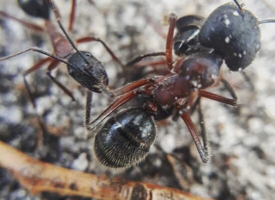 How to Keep Ants Out of Your Garden