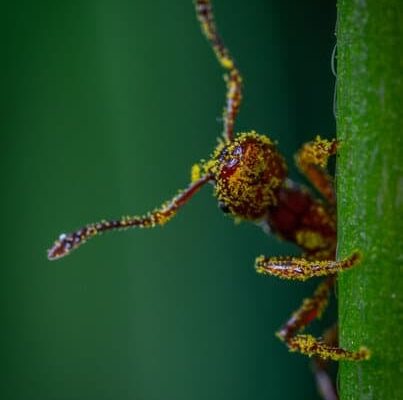 Can You Eat Red Ants?