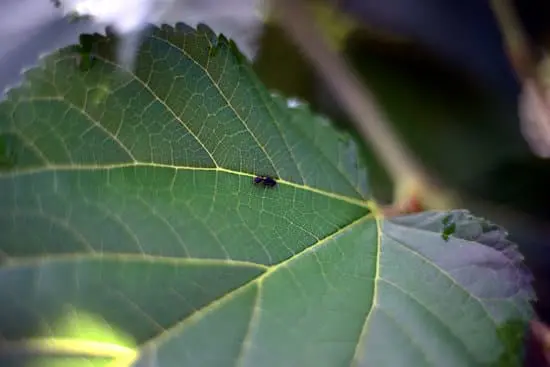 Ants