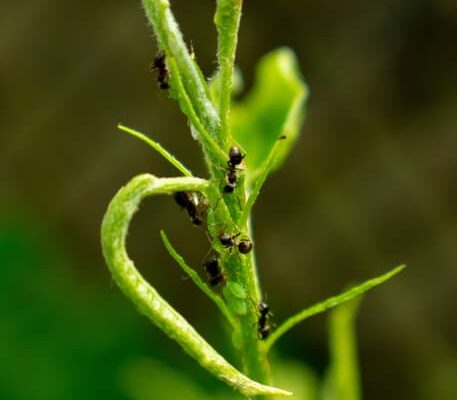 Are Ants Attracted to Termites?