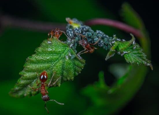 Are Ants Bad For Tomato Plants?