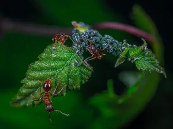 Ants