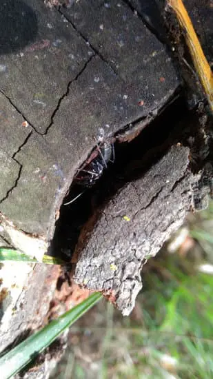 Ants