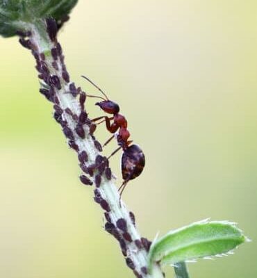 Ants As a Good Source of Protein