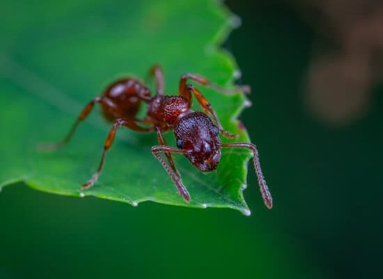 How Far Will Ants Travel For Food?