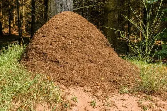 Ants