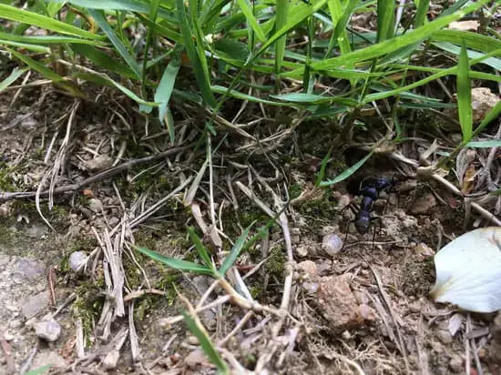 Ants