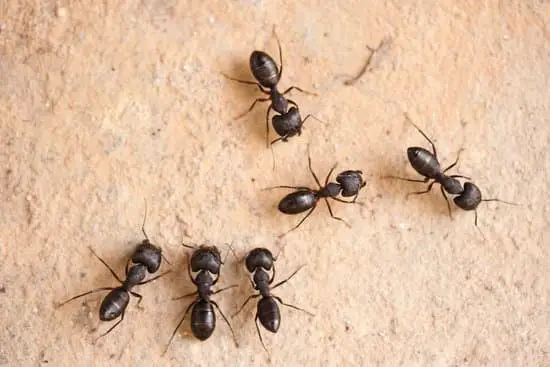 Does Ants Have Brains?