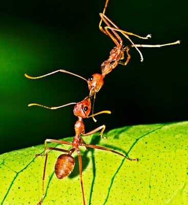 Why Can’t Everyone Smell Ants?