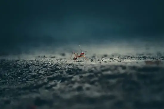 When Do Ants Sleep?