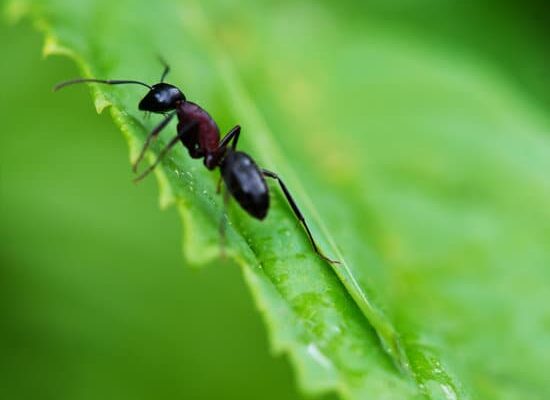 How to Keep Ants From Pollinating Cucumbers