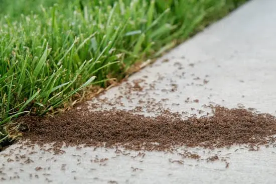 Ants