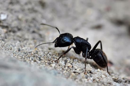 Can Ants Get High on Edibles?