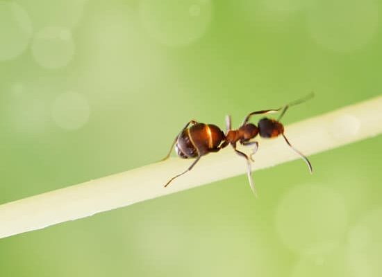 How Long Do Sugar Ants Live?