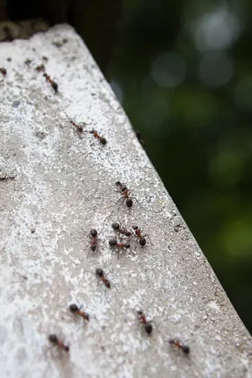 Ants