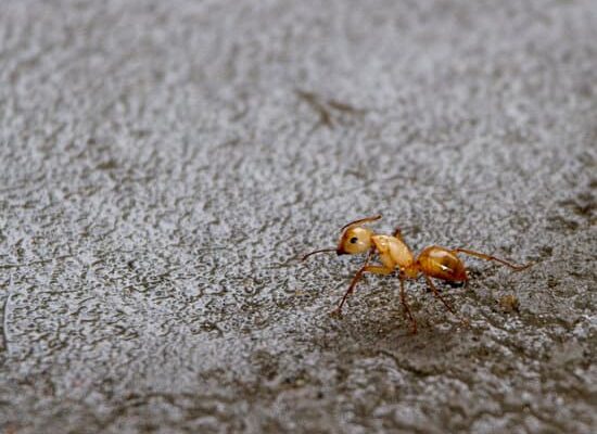 How Much Heat Can Ants Take?