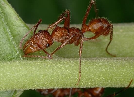 How Heavy Are Ants?