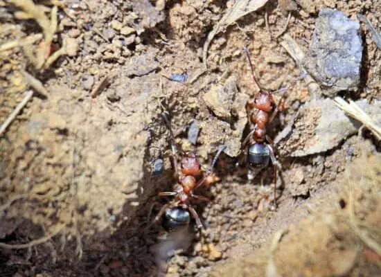 Ants Are Always Around Me – What Are They Telling Me?