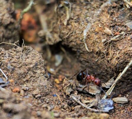 How Long Do Ants Survive Without Food?