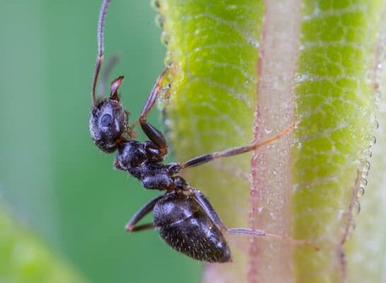 What Family Do Ants Belong To?