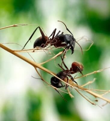 Can You Use Mulch With Ants in It?