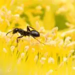 Ants