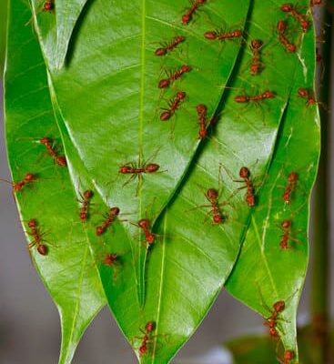 Where Do Ants Go When It Rains?