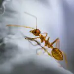 Ants