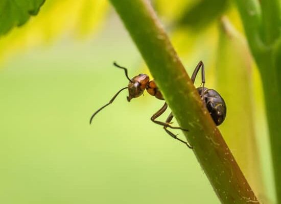 Why Do Sugar Ants Bite?