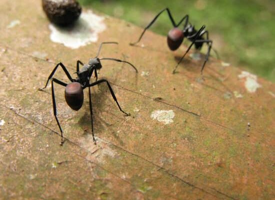 How Fast Ants Multiply