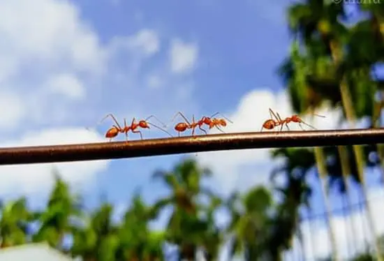 Ants
